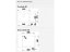 54768-10_granitovy-drez-blanco-pleon-6-infino-kava